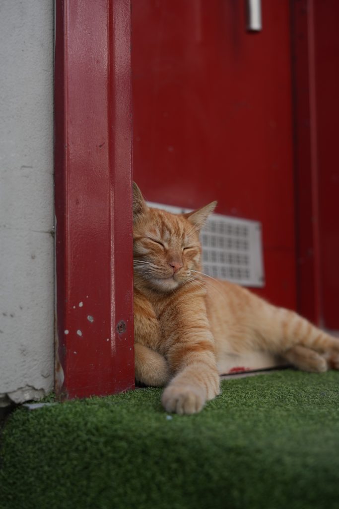 RV Pet Care: Tips For Traveling With Your Furry Companions RV Pet Care: Tips For Traveling With Your Furry Companions